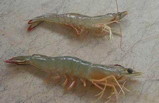 海虾养殖爆料视频,视频爆料背后的养殖真相